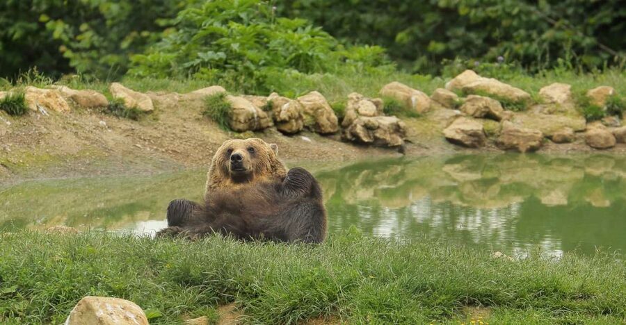 Bucharest: Day Trip to Bear Sanctuary, Bran Castle & Brasov - Who should book this tour?