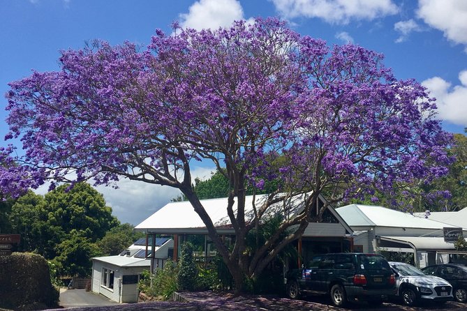 Byron Bay and Beyond Tour Including Cape Bryon Lighthouse Crystal Castle and Bangalow - The Farm, where food and animals share the stop