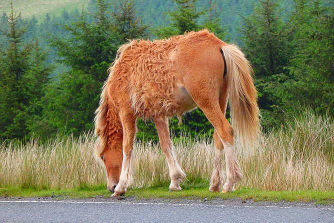 Cardiff: Welsh Castles, Mountains & Steam Railway Day Tour - The minibus, guide, and pace