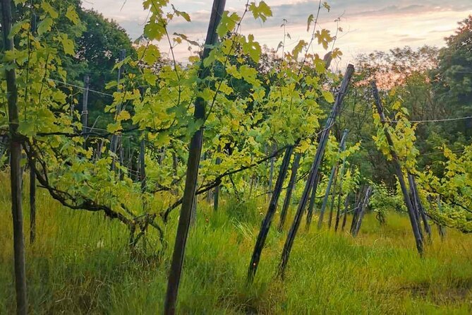 Castle Winery Tour & Tasting near Lake Maggiore - Four wines, four different expressions