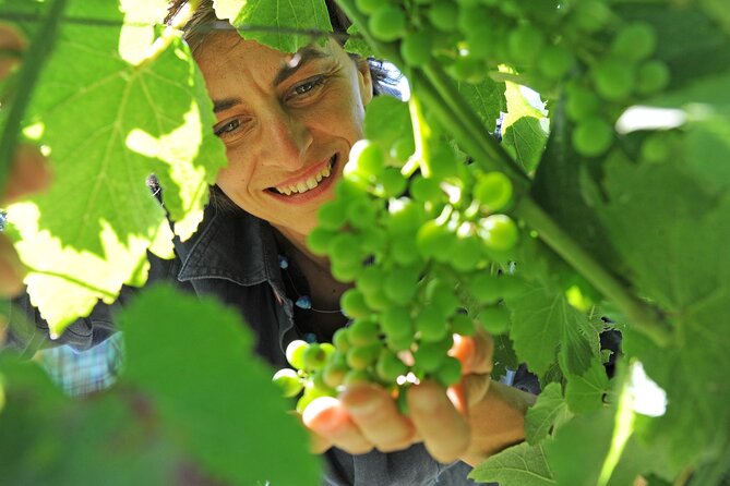 Castle Winery Tour & Tasting near Lake Maggiore - The family touch and guide experience