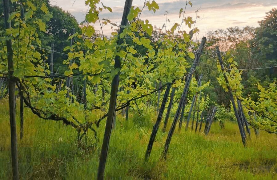 Castle Winery Tour & Tasting near Lake Maggiore - Practical details before you go