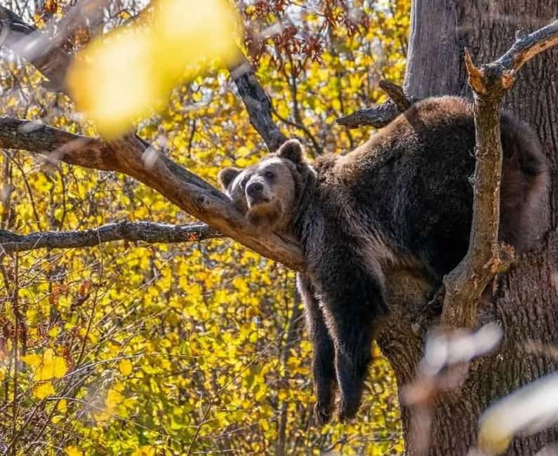 Cave Valley, Râșnov Fortress, Bran Castle & Bear Sanctuary - Four Transylvanian sights in one well-packed route