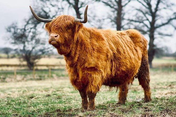 Cawdor Castle, Inverness, Culloden, Outlander and Loch Ness Tour - Inverness between old streets and modern shops