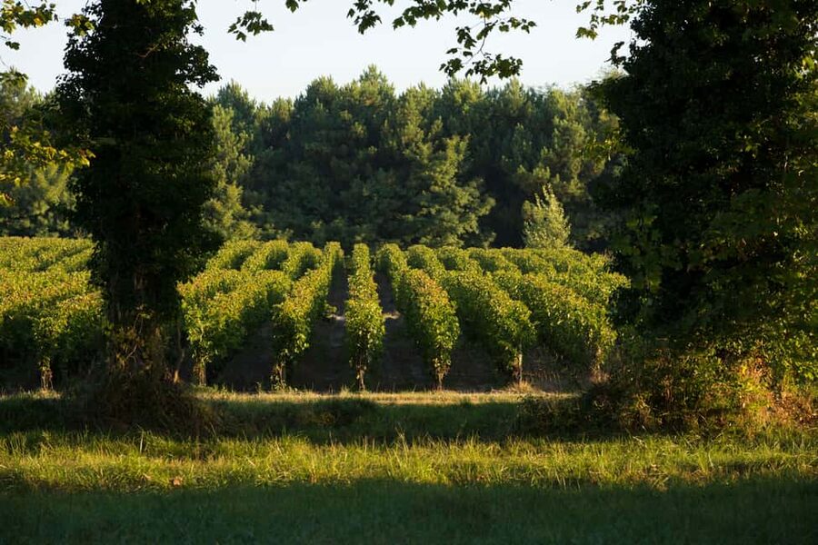 Château Olivier: One Hour Vineyard Tour with Wine Tasting - Key points to know before booking