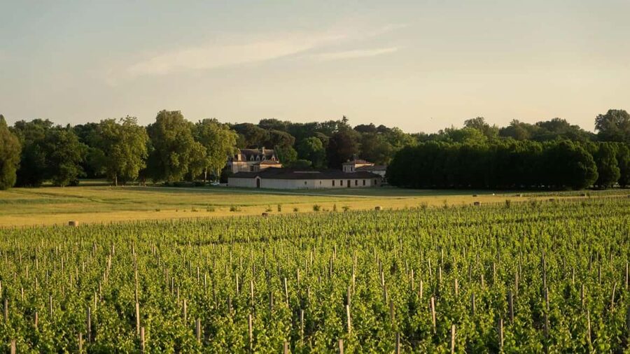 Château Olivier: One Hour Vineyard Tour with Wine Tasting - Should you book this one-hour tasting?
