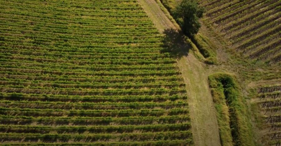 Chianti and Castles Tour From San Gimignano - Language, group size, and physical demands