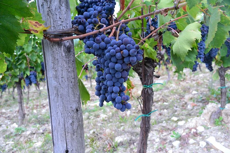 Chianti Rufina: Wine Tour in Castle & Historical Villa - Price, group size, and what is included