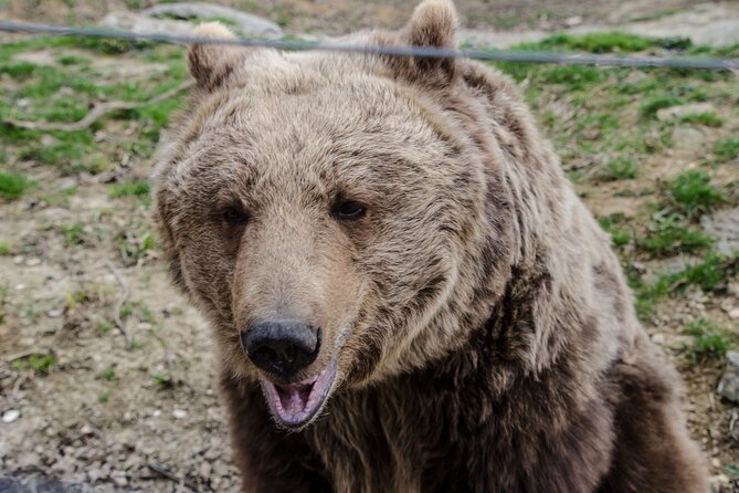Day Trip Bear Sanctuary, Bran Castle, Rasnov Fortress from Brasov - The guide, vehicle, and group size