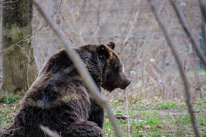 Day Trip Bear Sanctuary, Bran Castle, Rasnov Fortress from Brasov - Who should book this experience