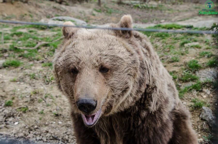 Day trip Bran Castle, Rasnov Fortress and Bear Sanctuary - Key points at a glance
