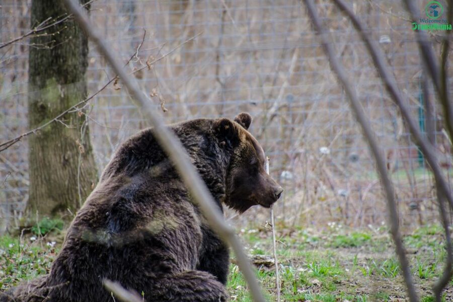 Day trip Bran Castle, Rasnov Fortress and Bear Sanctuary - Who should book this excursion