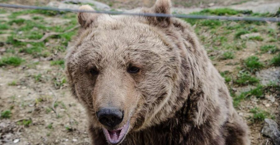Day trip Bran Castle, Rasnov Fortress and Bear Sanctuary - LiBEARty Bear Sanctuary: the emotional start