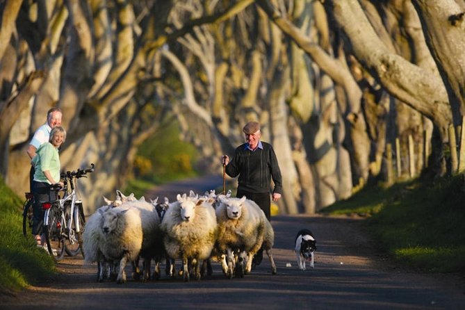 Dublin to Dunluce Castle, Giant's Causeway, Dark Hedges & Belfast - Giant’s Causeway: the day’s main event