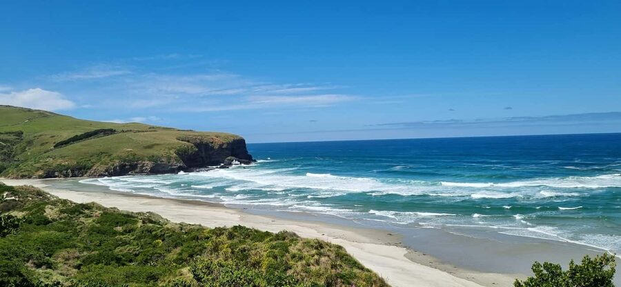 Dunedin City Highlights & Larnach Castle Tour - A smart way to see Dunedin in half a day