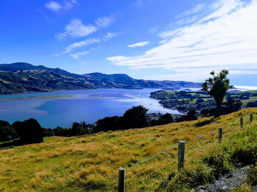 Dunedin: Peninsula with Lanarch Castle gardens & Olveston - Guides make a real difference