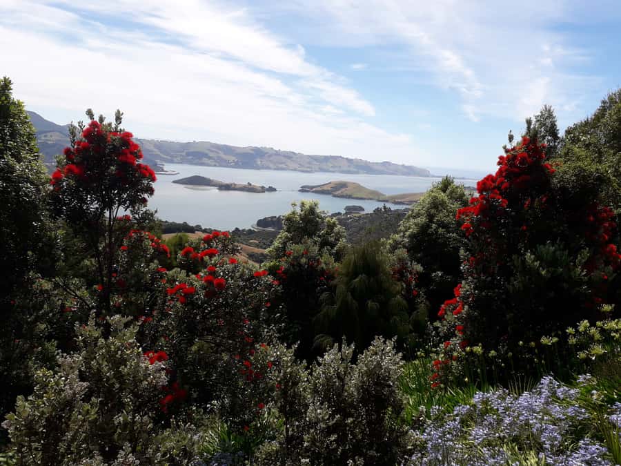 Dunedin: Peninsula with Lanarch Castle gardens & Olveston - Should you book this Dunedin experience?