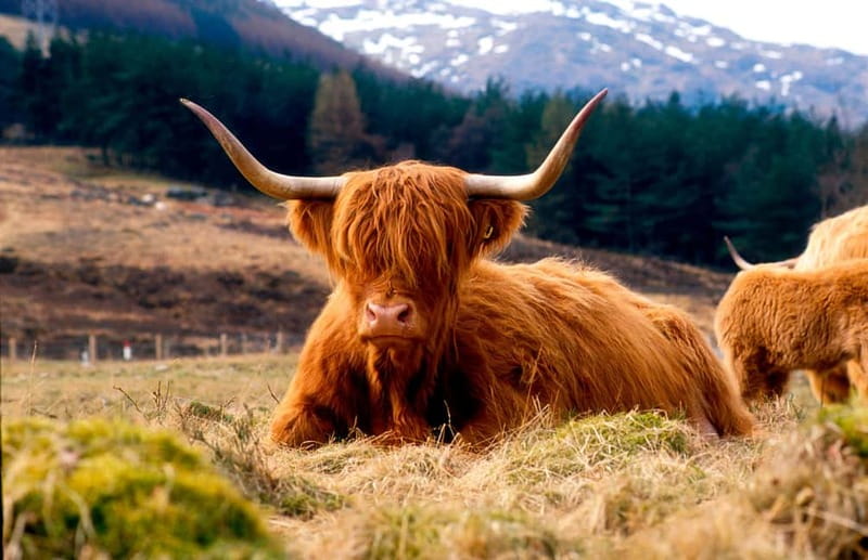 Edinburgh: Balmoral Castle and Scone Palace Royal Tour - Why this royal day works so well