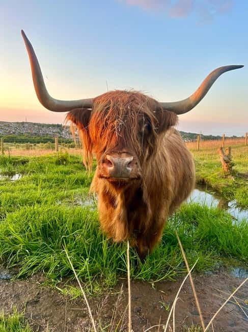 Edinburgh: Highland Cow, Blackness Castle, and Cake Tour - Why this castle-and-cow pairing works