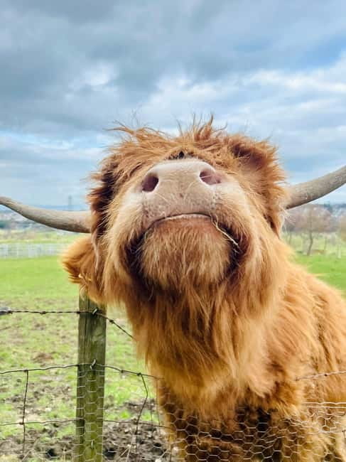 Edinburgh: Highland Cow, Blackness Castle, and Cake Tour - Exploring Blackness Castle on the Firth of Forth