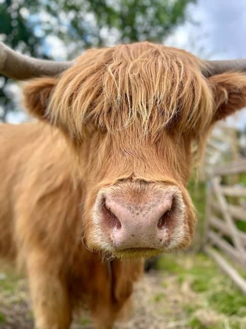 Edinburgh: Highland Cow, Blackness Castle, and Cake Tour - What to bring and who will enjoy it most