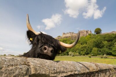 Loch Lomond, Stirling Castle and the Kelpies Day Tour