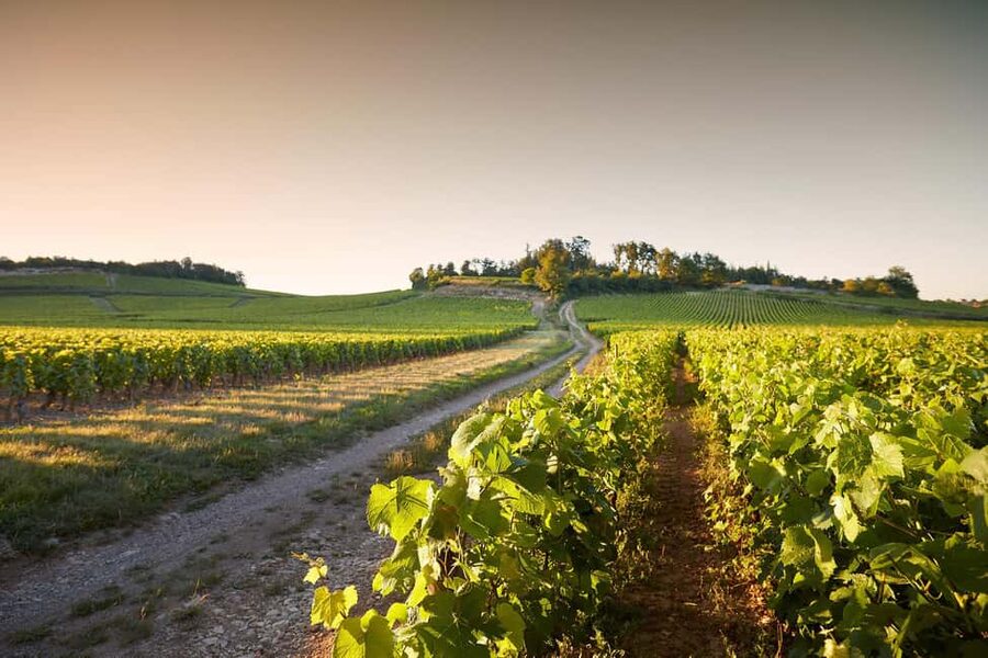 Electric scooter getaway and tasting at Château de Chamirey - Why the electric scooter changes the visit