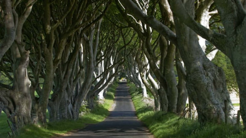 From Belfast: Giant's Causeway, Dunluce Castle & Dark Hedges - Key points to know before booking