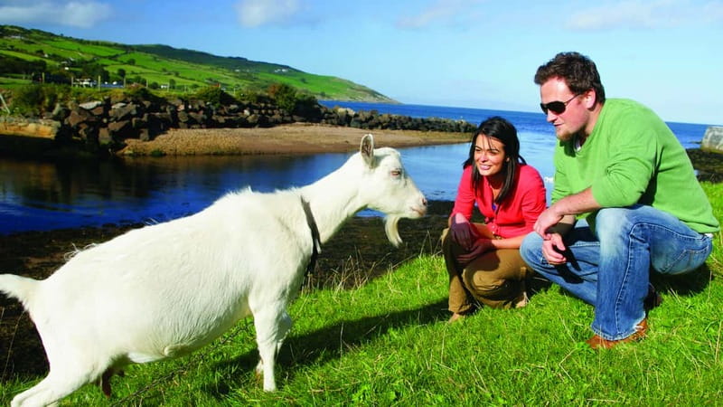 From Belfast: Giant's Causeway, Dunluce Castle & Dark Hedges - Who should book this day trip?