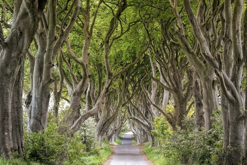 From Belfast: Giant's Causeway Guided Day Tour With Castles - Walking around Giant’s Causeway