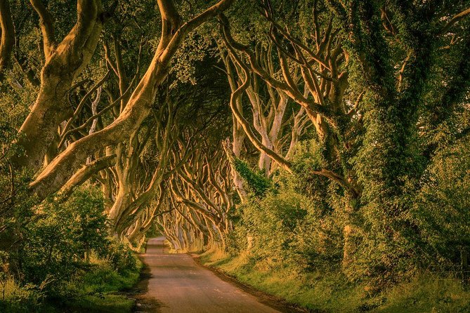 From Belfast-Giants Causeway, Dunluce Castle and Dark Hedges tour - The Dark Hedges: famous trees, quick visit