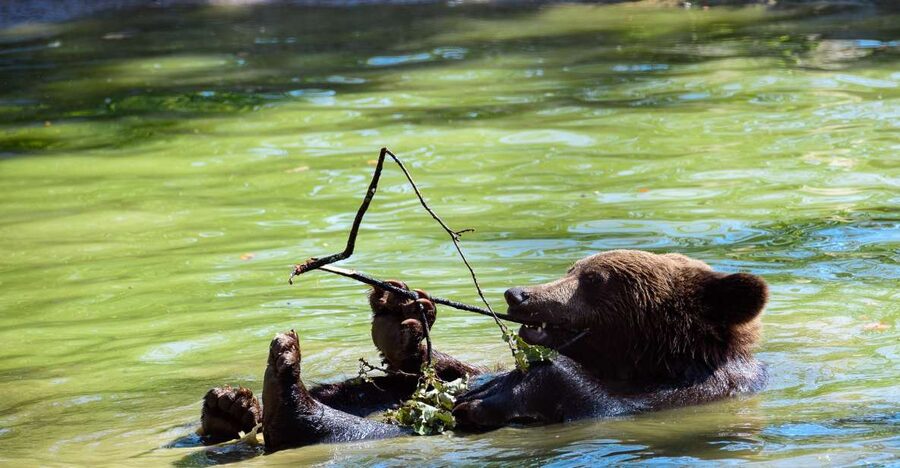 From Bucharest: Bear Sanctuary and Dracula Castle Day Tour - Libearty Sanctuary: 69 hectares for rescued bears
