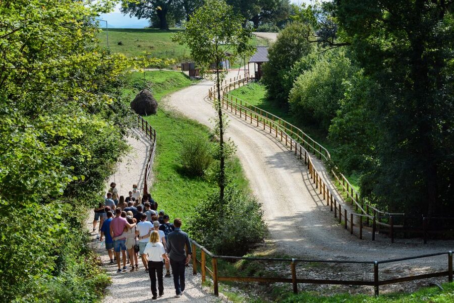 From Bucharest: Bear Sanctuary and Dracula Castle Day Tour - What the eight-hour schedule feels like