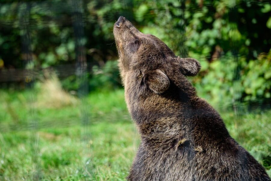 From Bucharest: Bear Sanctuary and Dracula Castle Day Tour - Setting out from Bucharest with a small group