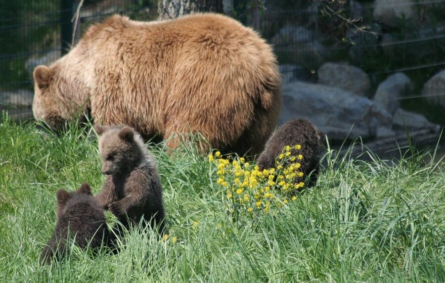 From Bucharest: Libearty Bear Sanctuary and Dracula's Castle - A scenic drive through the Carpathians