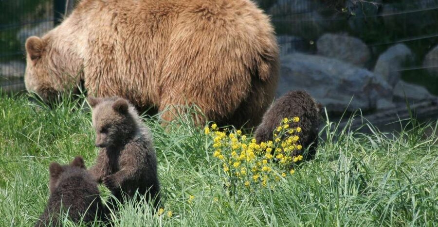 From Bucharest: Libearty Bear Sanctuary and Dracula's Castle - Food, shopping, and the village around Bran