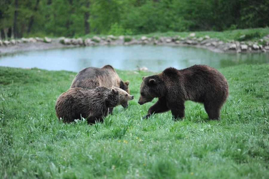 From Bucharest: Libearty Bear Sanctuary and Dracula's Castle - Who will enjoy this Bucharest day trip