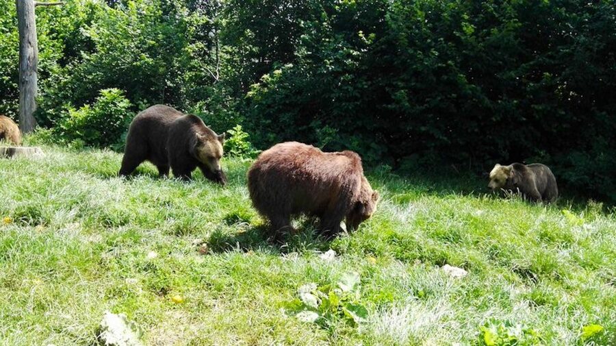 From Bucharest: Libearty Bear Sanctuary and Dracula's Castle - The walking conditions at Libearty