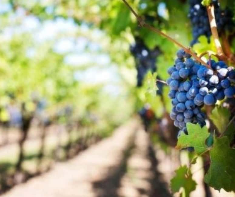 From Durres Golem: Cape of Rodon Castle & Wine Tasting Tour - The morning pickup and seven-hour rhythm