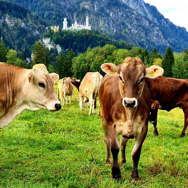 From Füssen: Neuschwanstein & Linderhof Castles Private Tour - Wieskirche: a quiet final stop