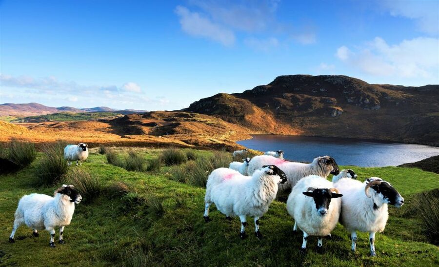 From Galway: Castles of Connemara Full-Day Tour - Kylemore Abbey and its Victorian gardens