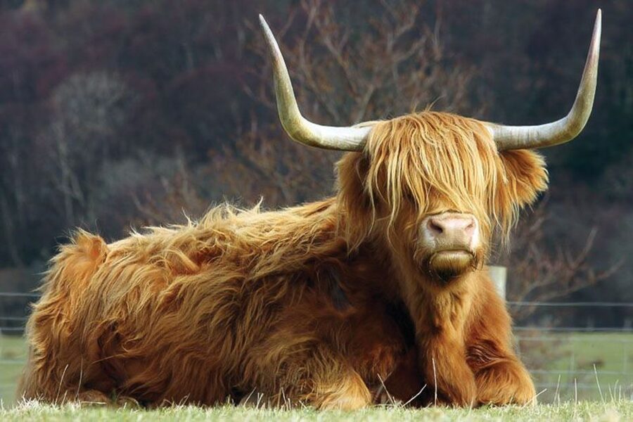 From Glasgow: Oban, Glencoe & West Highland Castles Day Trip - The guide can make or break the day