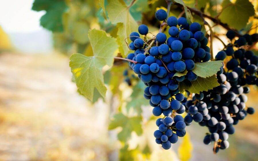 From Milan: Barolo Wine Tasting, Alba Tour and Castle Visit - Should you book the Milan to Barolo day trip?