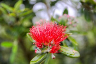 From Port Chalmers: Small Group Castle, Coast & City Tour