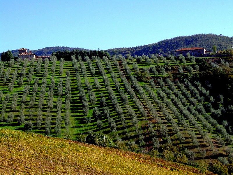 From Siena: Chianti and Castles Tour with Wine Tastings - Who should book this Chianti tour