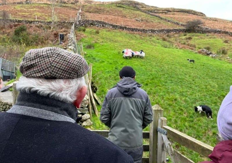 Galway: Connemara, Sheepdog Show and Medieval Castle Tour - The sheepdog show with Joe