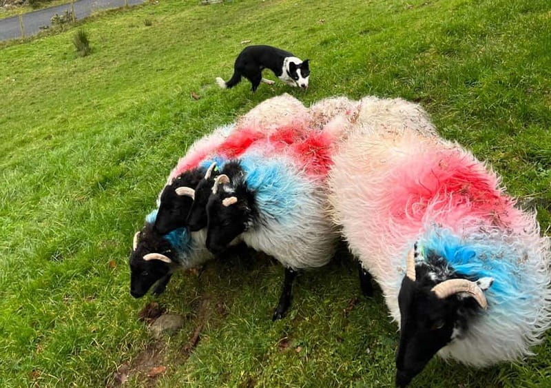 Galway: Connemara, Sheepdog Show and Medieval Castle Tour - The small-group difference