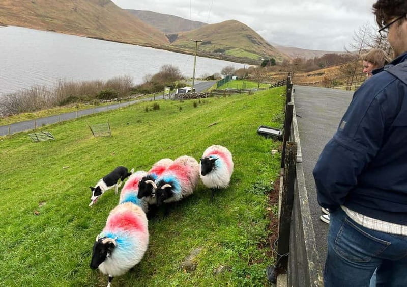 Galway: Connemara, Sheepdog Show and Medieval Castle Tour - From Galway to the Twelve Bens
