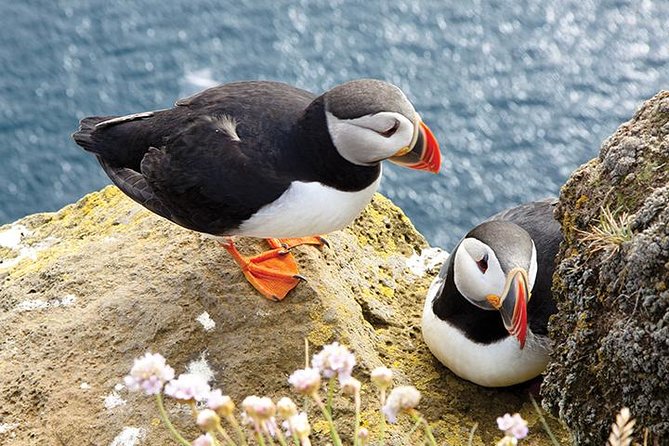 Galway to Cliffs of Moher, Aillwee Cave & Dunguaire Castle Tour - The Cliffs of Moher: the day’s main event