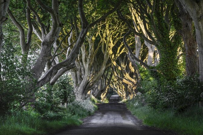 Giants Causeway, Rope Bridge, Carrickfergus Castle and Dark Hedges Tour - Key points to know before you book